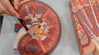 عملی کلیه جلسه اول پارت 2. پزشکی