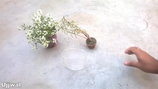روش آسان کاشت و پرورش قلمه خرفه در بطری پلاستیکی