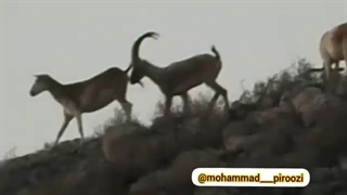 جفتگیری بز اهلی با کل