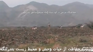 جفتگیری بز اهلی با کل در بندرلنگه