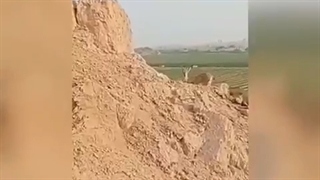 بزغاله وحشی از تور کشاورزی آزاد شد