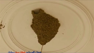 لانه سازی پرستو