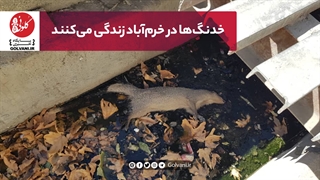 خدنگها در خرمآباد زندگی میکنند