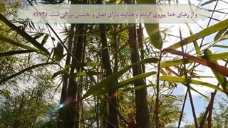 صبحگاه چارشنبه