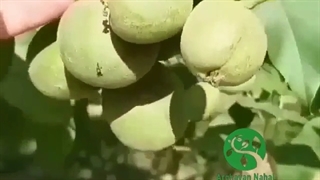 نهال گردو ارغوان (دوبار گل و پربار)