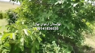 فروش نهال گردو ژنوتیپ برتر پاییز 1400 - نهالستان ارغوان نهال