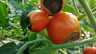 اهمیت بور در کشاورزی