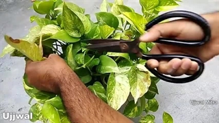 تهیه کود طبیعی آسان و خانگی برای گل و گیاه
