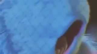 چااون ووی قد بلند و سفید و خوشگل مشگلموننننننننننننن