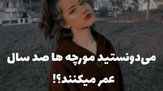 گرانچ تایم حقایق جالب ویدیو_برای_استوری+کپشن