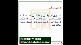 سیاه شدن برگ گردو_مشاوره ی واتساپ09130713048_سبزینه مارال یزد