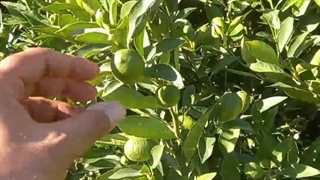 نهال لیمو ترش لایم کوات باردار در نهالستان و گلخانه فروزانی