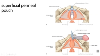 مثلث یوروجنیتال 2. پزشکی