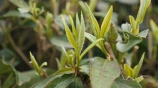 خواص چای سفید برای اعصاب