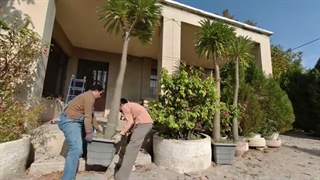 بهترین زمان انتقال زمستانه گل و گیاهان به گلخانه و ساخت گلخانه سرد برای نخل ماداگاسکار سه متری