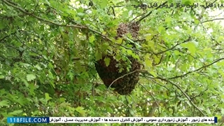 آموزش زنبورداری حرفه ای-آموزش پرورش ملکه زنبور-بازرسی کندو مرکزی بعد ازنصب