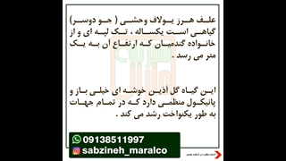 علف هرز یولاف وحشی_مشاوره ی واتساپ09138511997_سبزینه مارال یزد