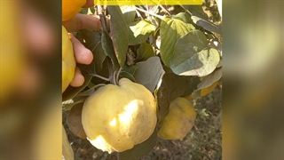 نهال به پیوندی اصفهان (نهالستان و گلخانه فروزانی)