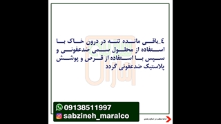 آفت سرخرطومی حنایی خرما_مشاوره ی واتساپ09138511997_سبزینه مارال یزد