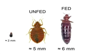 سم پاشی سوسک