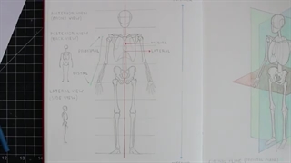 ✅ آموزش طراحی اسکلت بدن انسان با جزئیات و پرسپکتیو صحیح