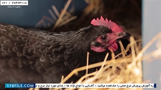 آموزش پرورش مرغ محلی-ترفند های آموزشی پرورش مرغ-نحوه تولید مثل مرغ ها