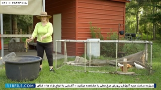 آموزش پرورش مرغ محلی-پکیج آموزش مرغداری-زمان مناسب برای بردن جوجه به قفس