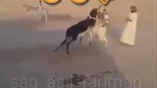 دعوای خرها(تقدیمی به نفس بی نام)
