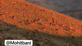 گله بزکوهی در مسیر کوهنوردان قله دماوند