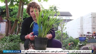 آموزش پرورش گل و گیاه آپارتمانی - انواع روش های پرورش گل و گیاه آپارتمانی