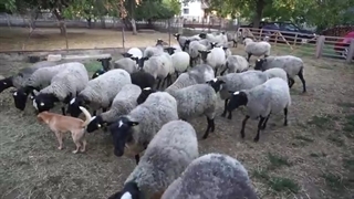 نژاد گوسفند رومانوف