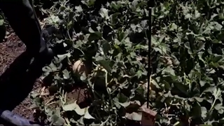 بذر خربزه زودرس و هندوانه زودرس - ریحان سبز ایلیا