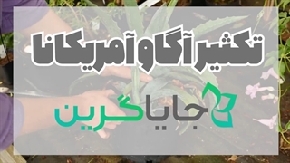 تکثیر آگاو امریکانا با پاجوش