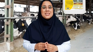 پله پله تا نابودی دام ها !!!