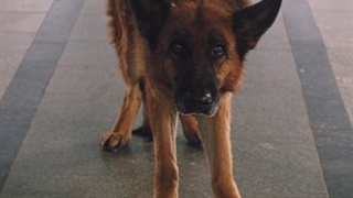 فیلم خانوادگی و درام___پالما____palma____زیرنویس فارسی چسبیده____2021