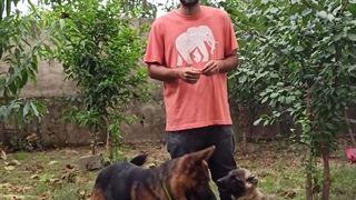 پنج اشتباه در تربیت سگ