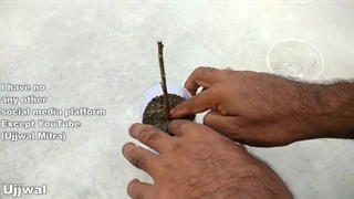 آموزش قلمه زدن