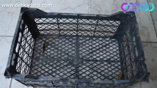 کاشت زعفران در سبد