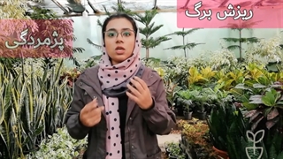 خرید گیاهان در فصل سرما