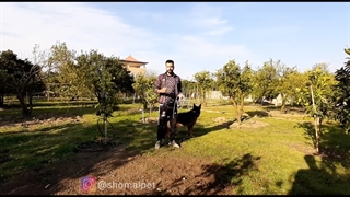 آموزش فرمان بمون ستون تربیت سگ