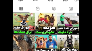 آموزش بتکون به سگ