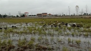 رهاسازی اردک در زمین | خوشه طلا