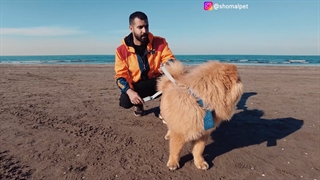 معرفی و تمرین با چاو چاو