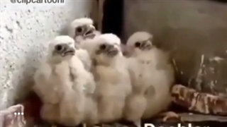 دوبله خنده دار،  جوجه