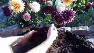 روش تکثیر و قلمه زدن گل داوودی