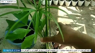 آموزش پرورش گل و گیاه آپارتمانی-کاشت گل و گیاه-نحوه کاشت و آبیاری گیاه پاپیروس