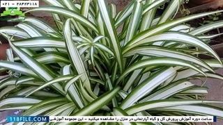 آموزش پرورش گل وگیاه آپارتمانی-ترفندهای پرورش گل وگیاه-بونسای کردن گیاه