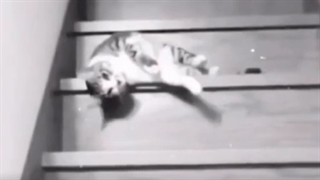 ج چالشlit(نیلوفر آبی)