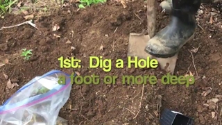 استفاده از کود ماهی در کشاورزی