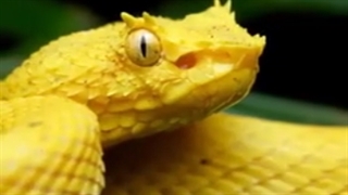 چند تا از زیباترین حیوانات